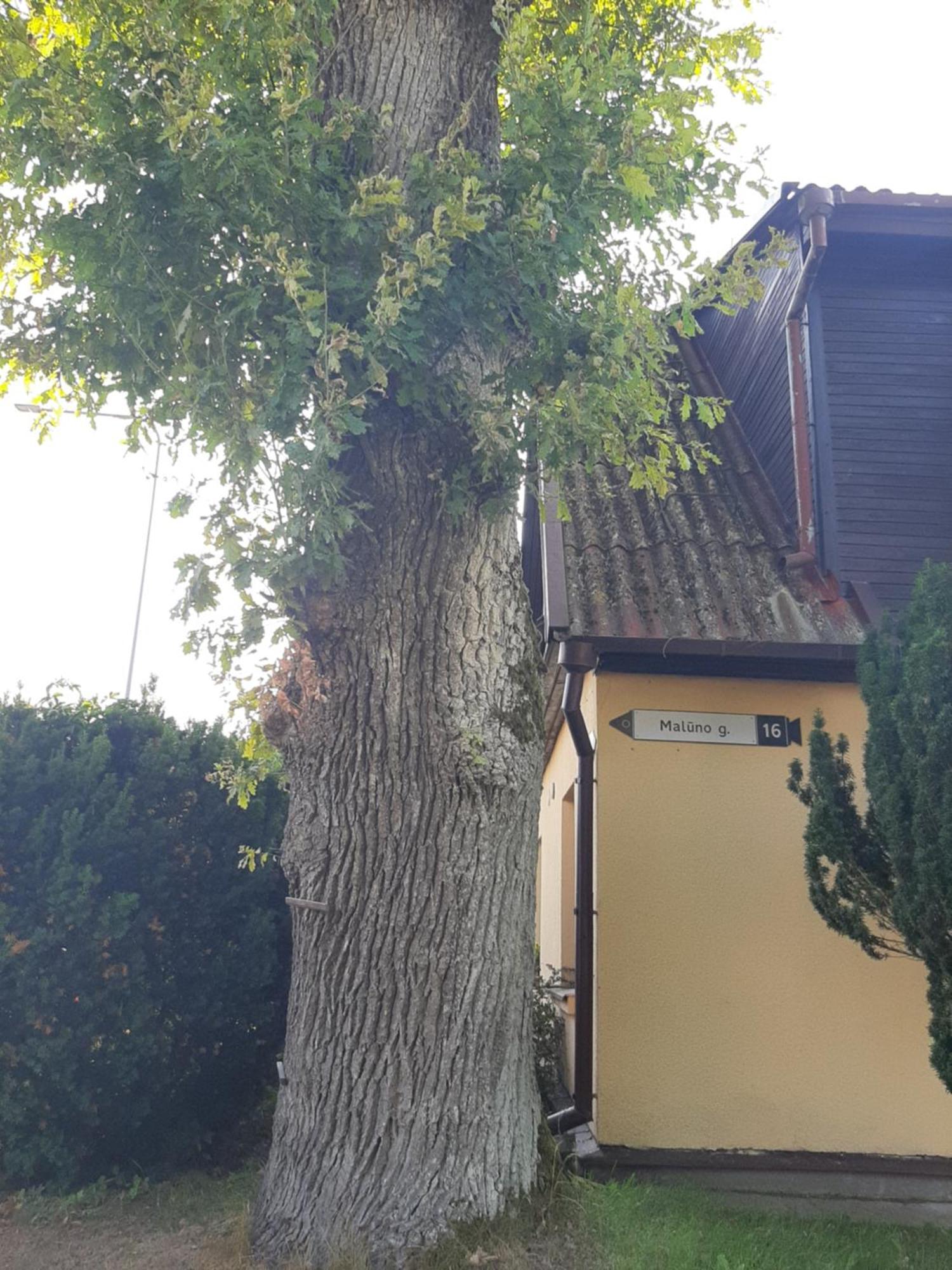Apartament Prie Azuolo Jeziorosy Zewnętrze zdjęcie