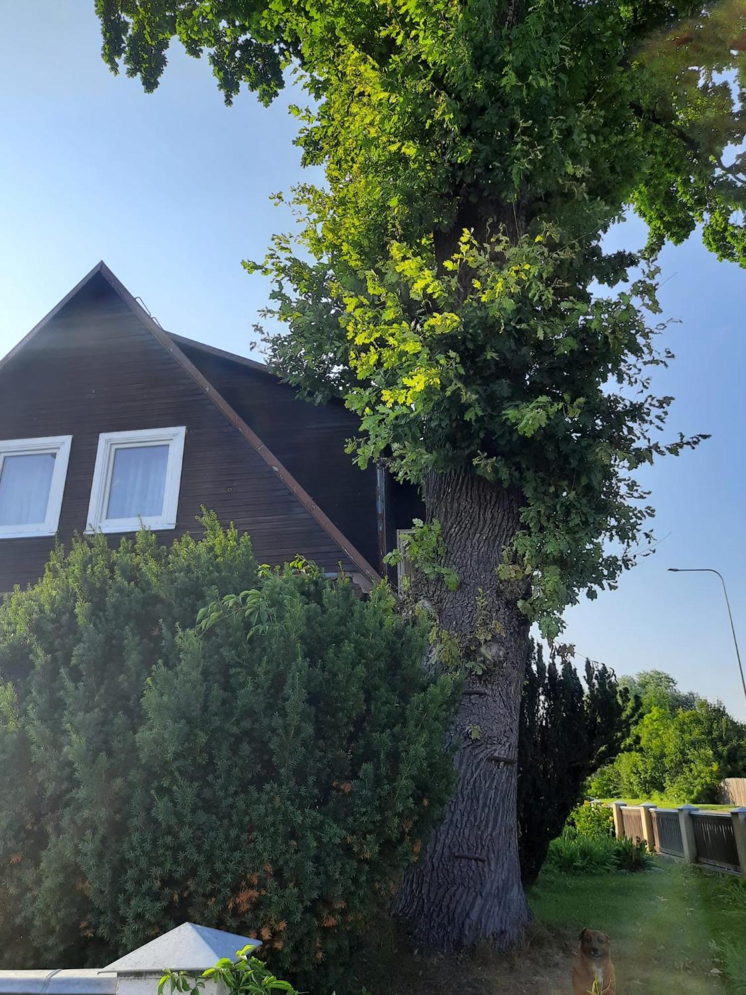 Apartament Prie Azuolo Jeziorosy Zewnętrze zdjęcie